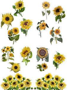 Belles and Whistles - Sunflowers